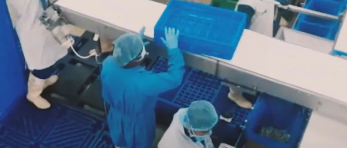 High-speed packaging frozen shrimps | Niverplast